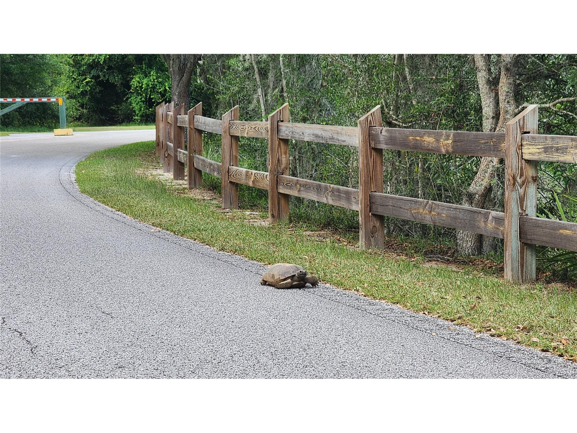 13495 SE 108th Court Road Ocklawaha FL 32179 - LITTLE LAKE WEIR OM726553 image41