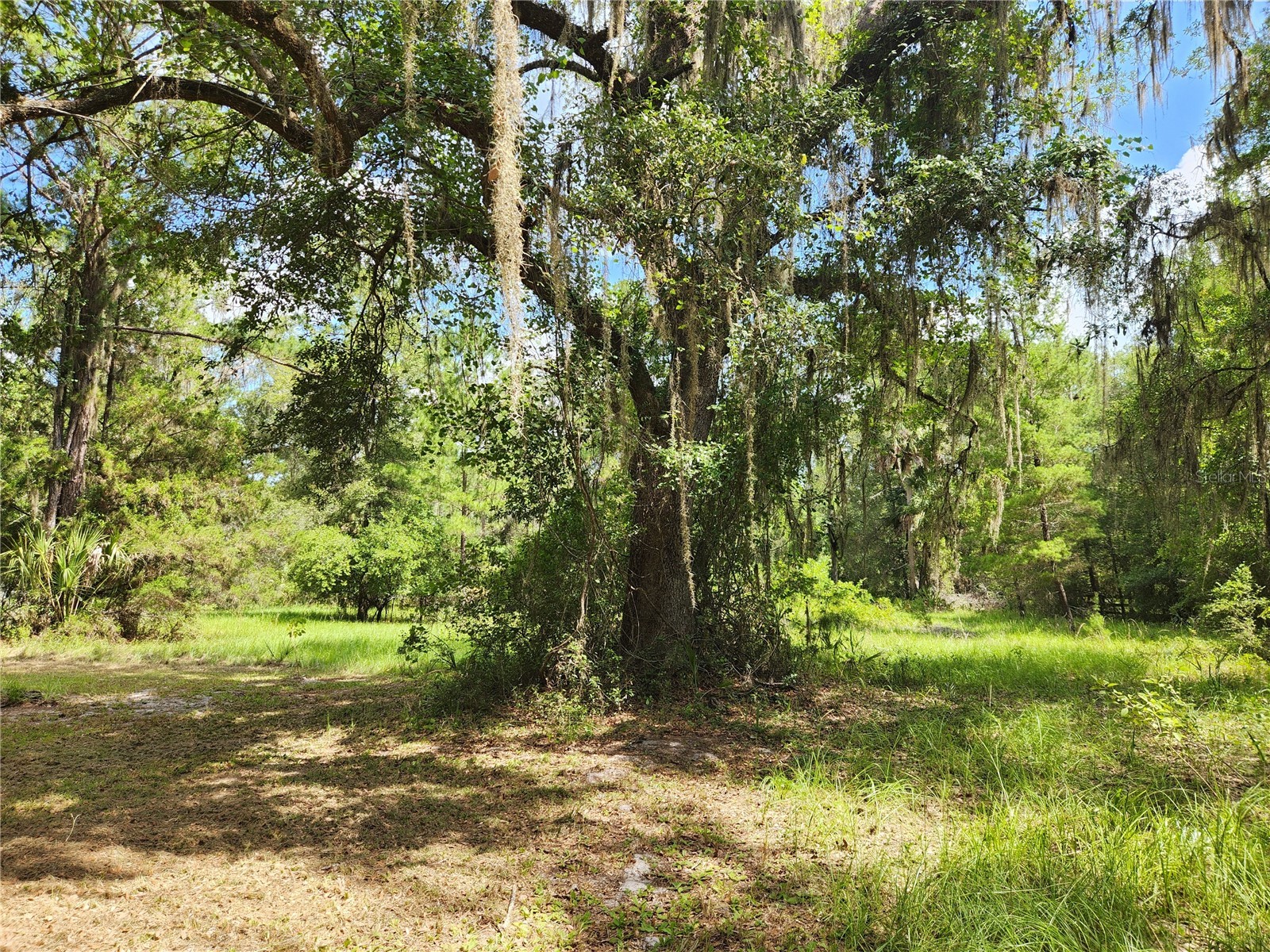 13501 NE 245th Street Road Fort Mc Coy FL 32134 OM728585 image47