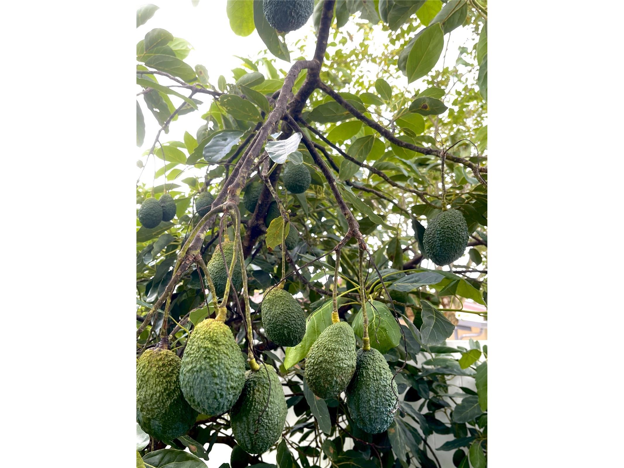 1354 Tierra Circle Winter Park FL 32792 O6271121 image29