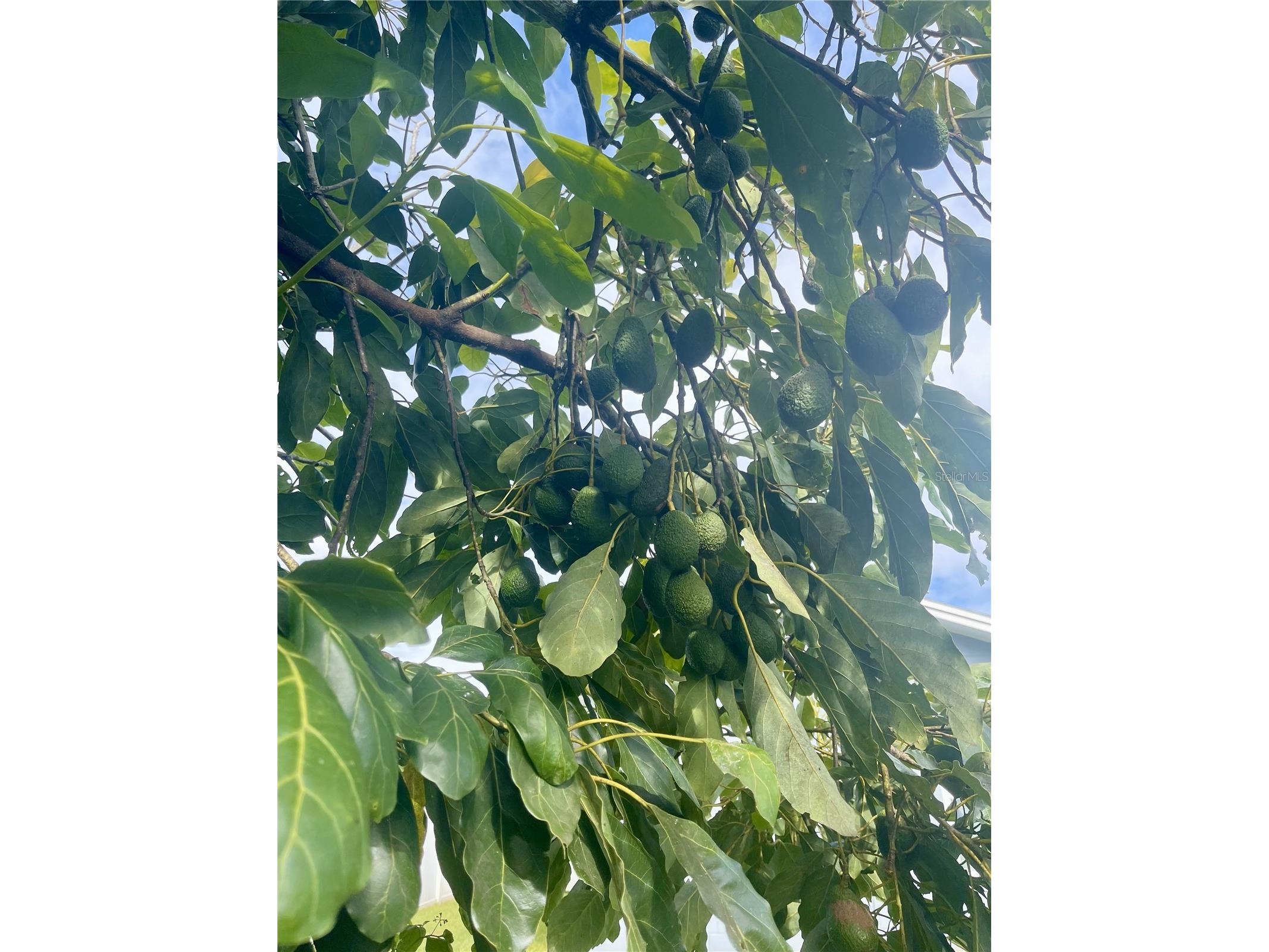 1354 Tierra Circle Winter Park FL 32792 O6271121 image30