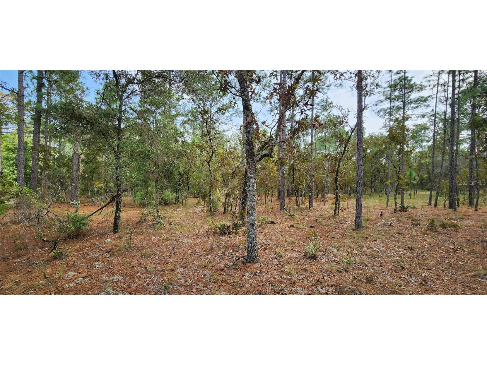 13588 SW 92nd Place Dunnellon FL 34432 OM665549 image1