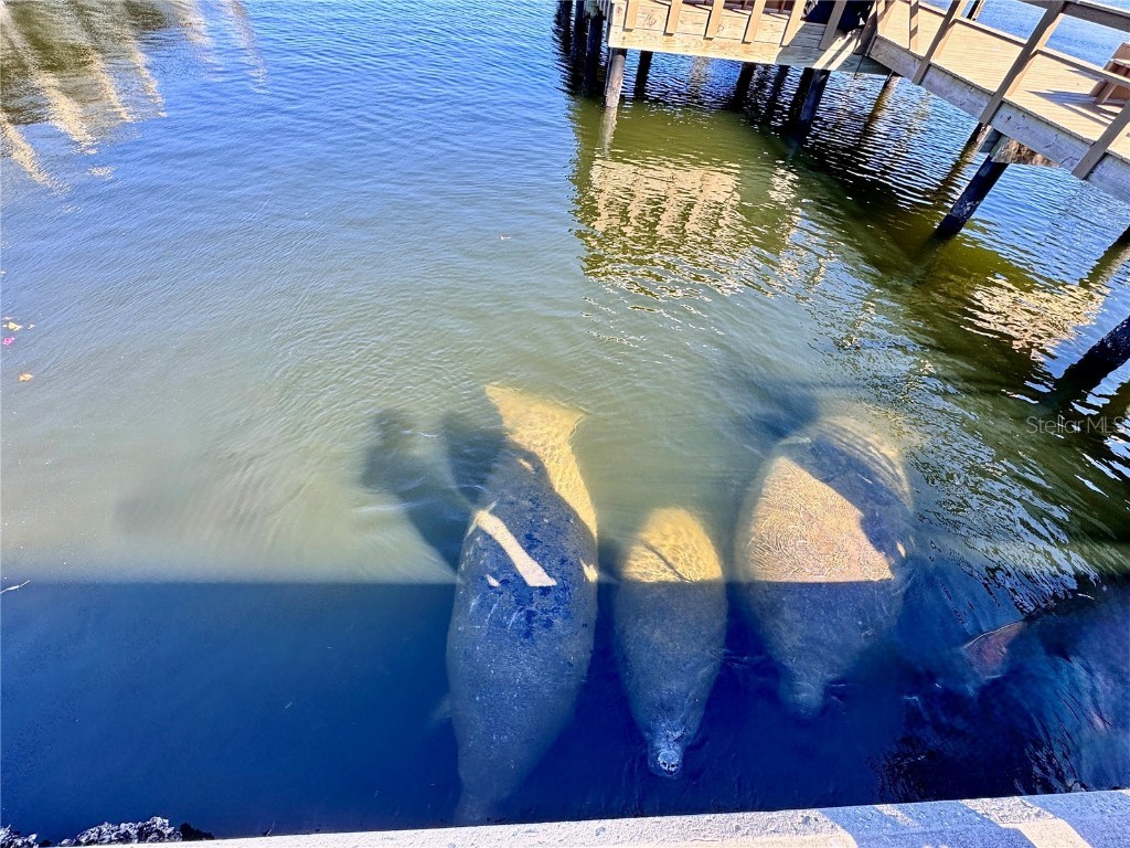 136 26th Avenue NE Saint Petersburg FL 33704 TB8343931 image31