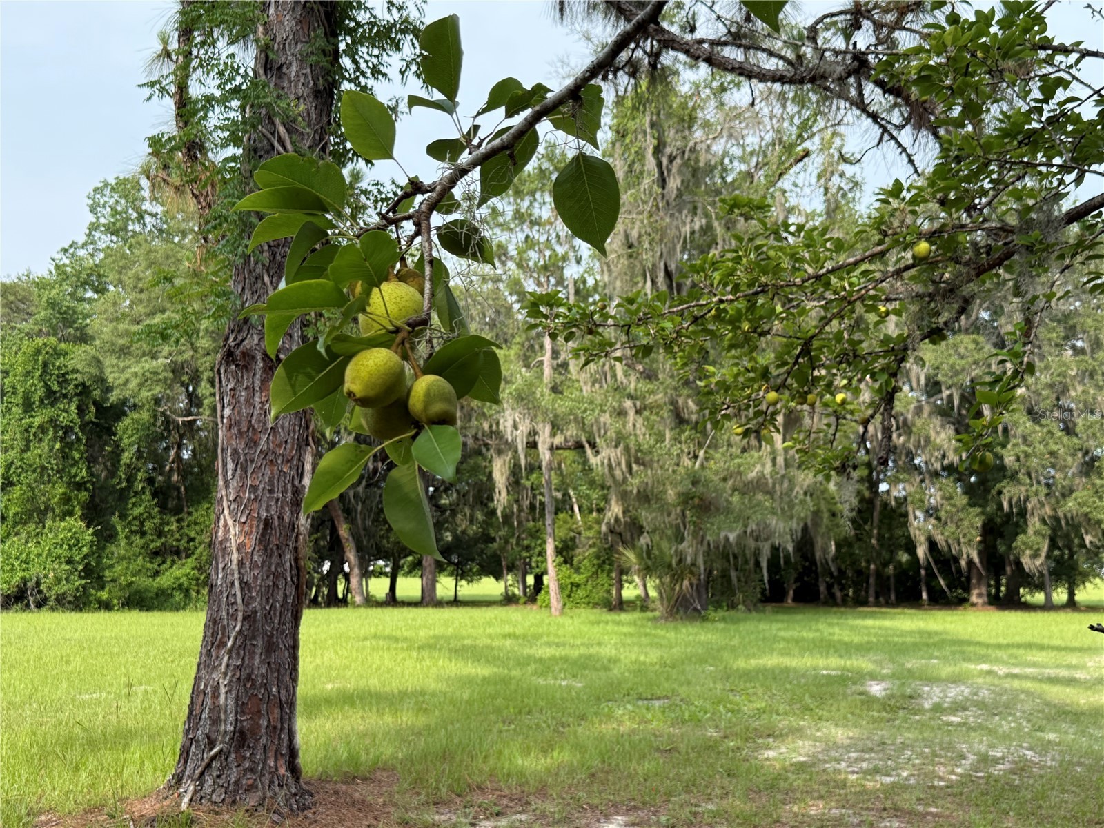 1360 S State Road 19 Palatka FL 32177 OM703128 image12
