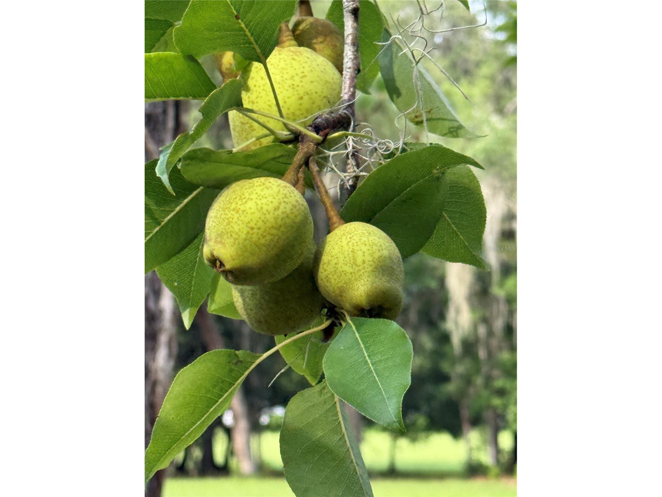 1360 S State Road 19 Palatka FL 32177 OM703128 image14