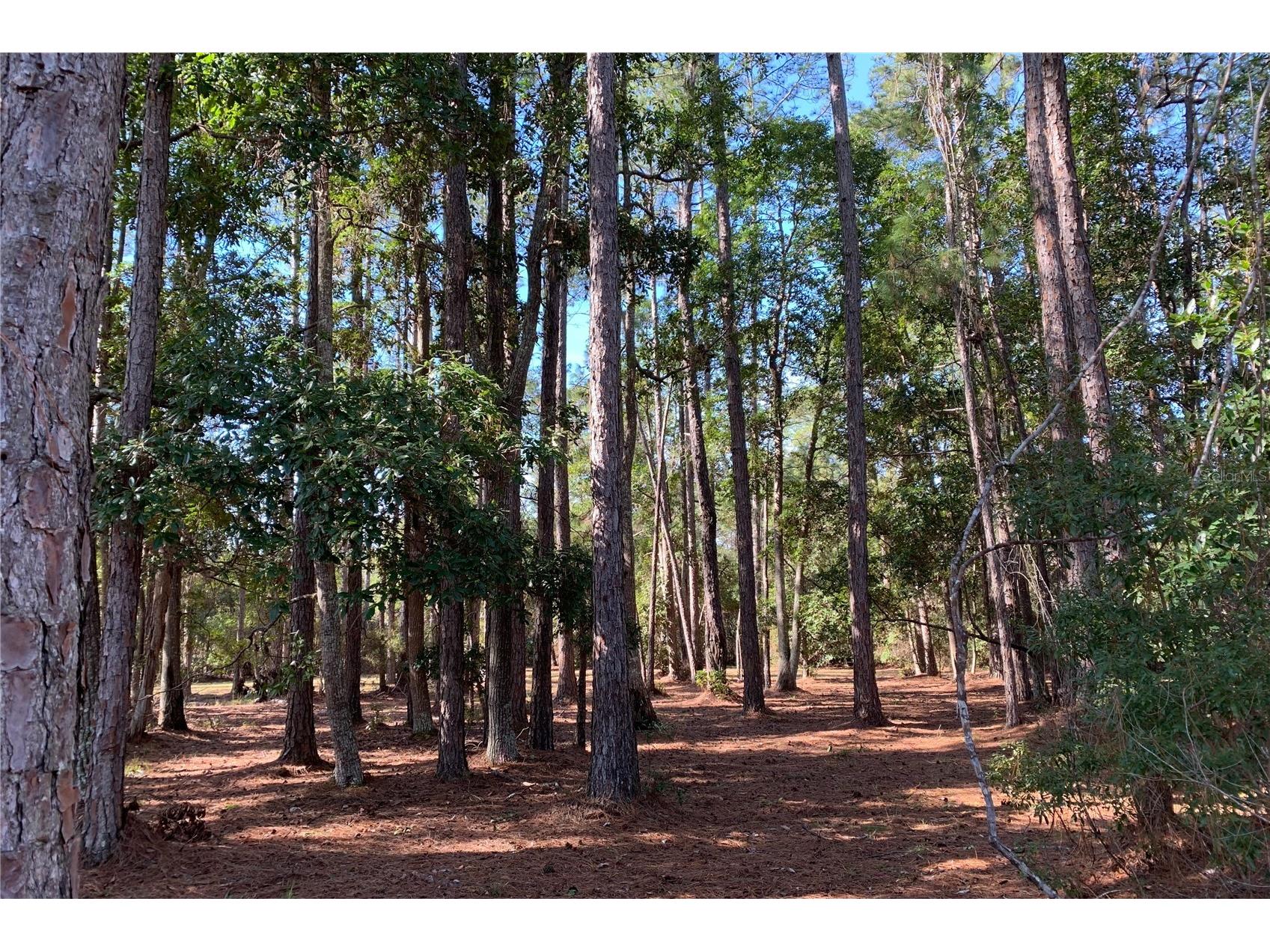 1360 S State Road 19 Palatka FL 32177 OM703128 image16