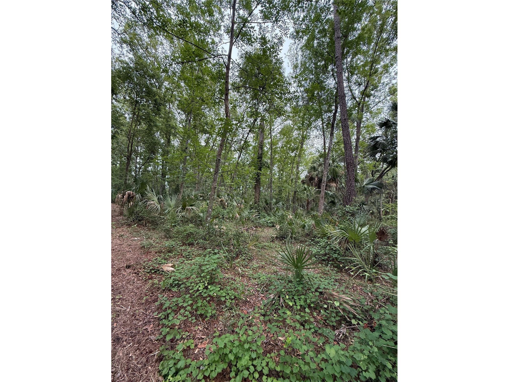 1360 S State Road 19 Palatka FL 32177 OM703128 image46