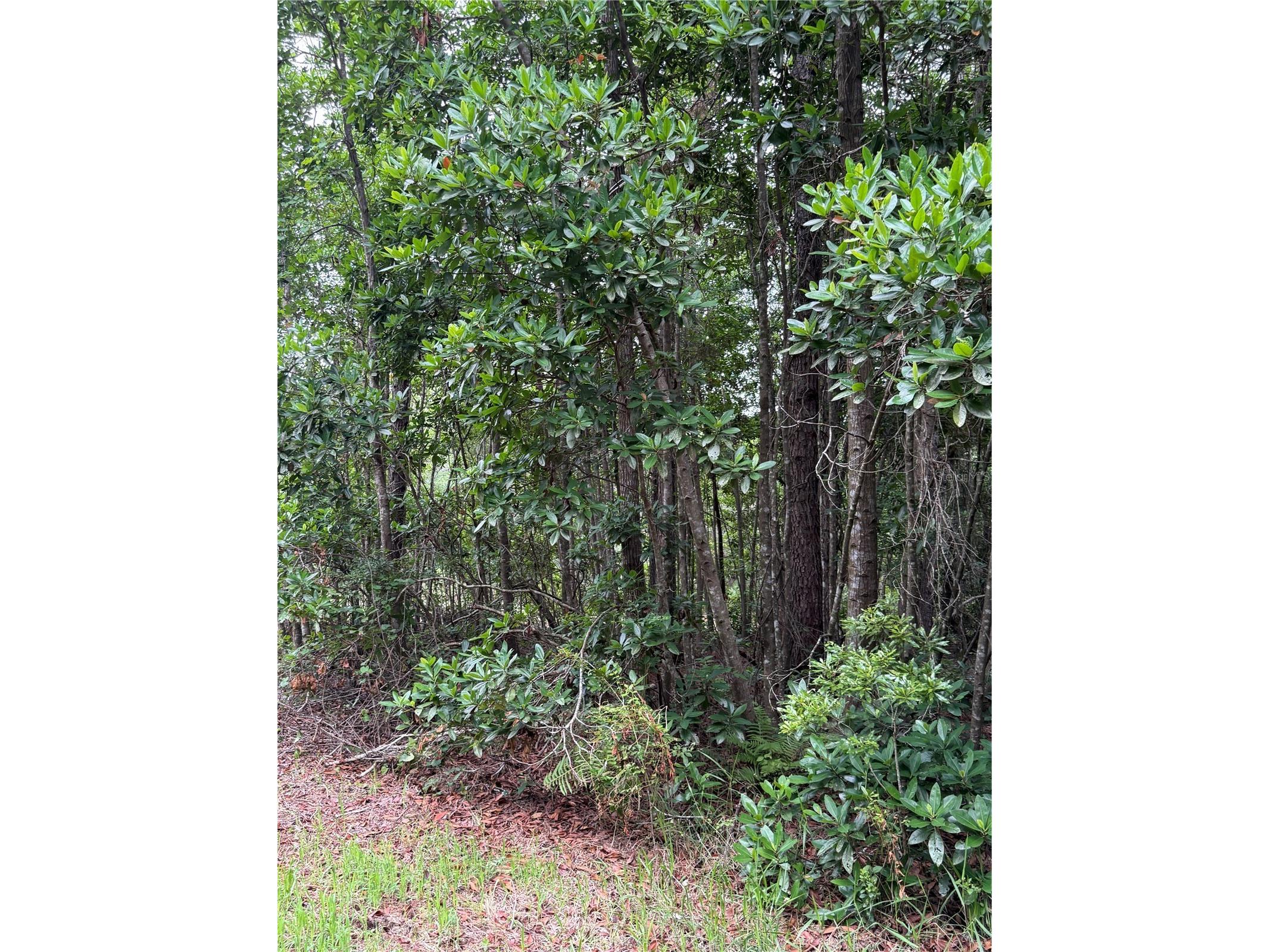 1360 S State Road 19 Palatka FL 32177 OM703128 image53