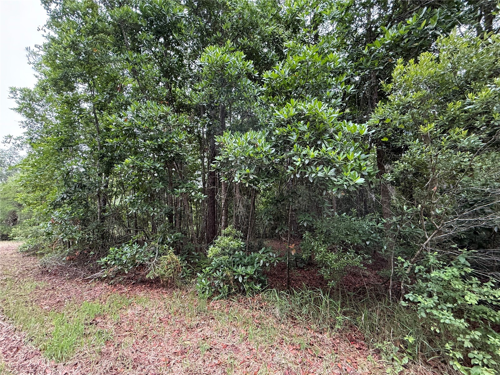 1360 S State Road 19 Palatka FL 32177 OM703128 image54