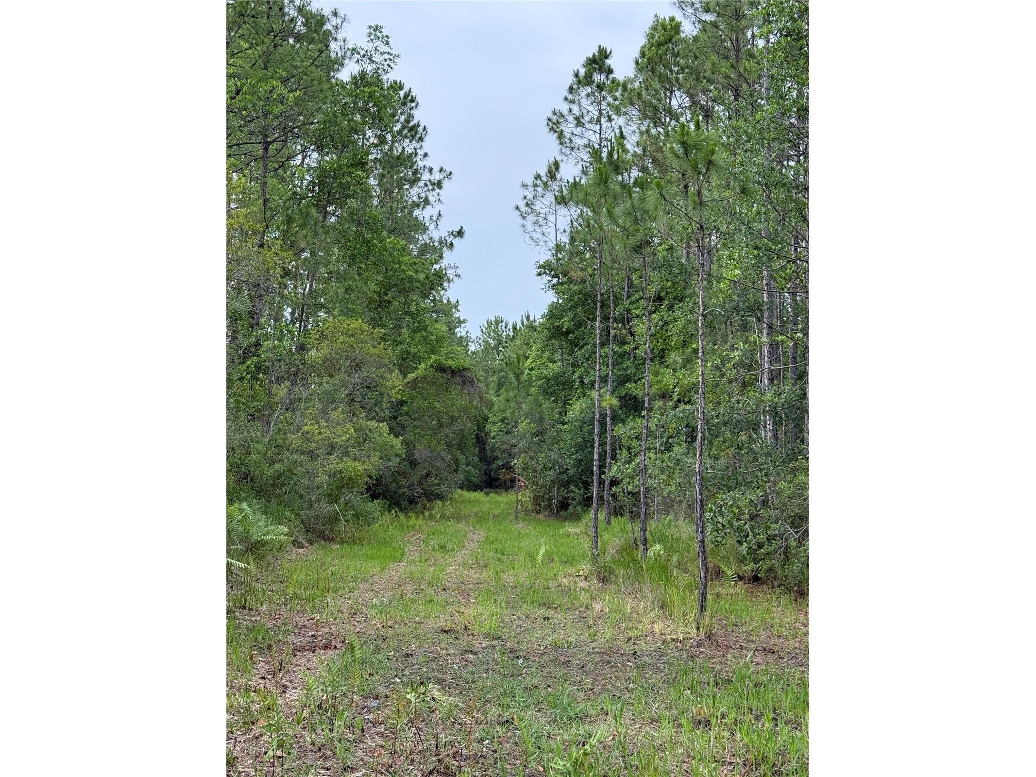 1360 S State Road 19 Palatka FL 32177 OM703128 image57