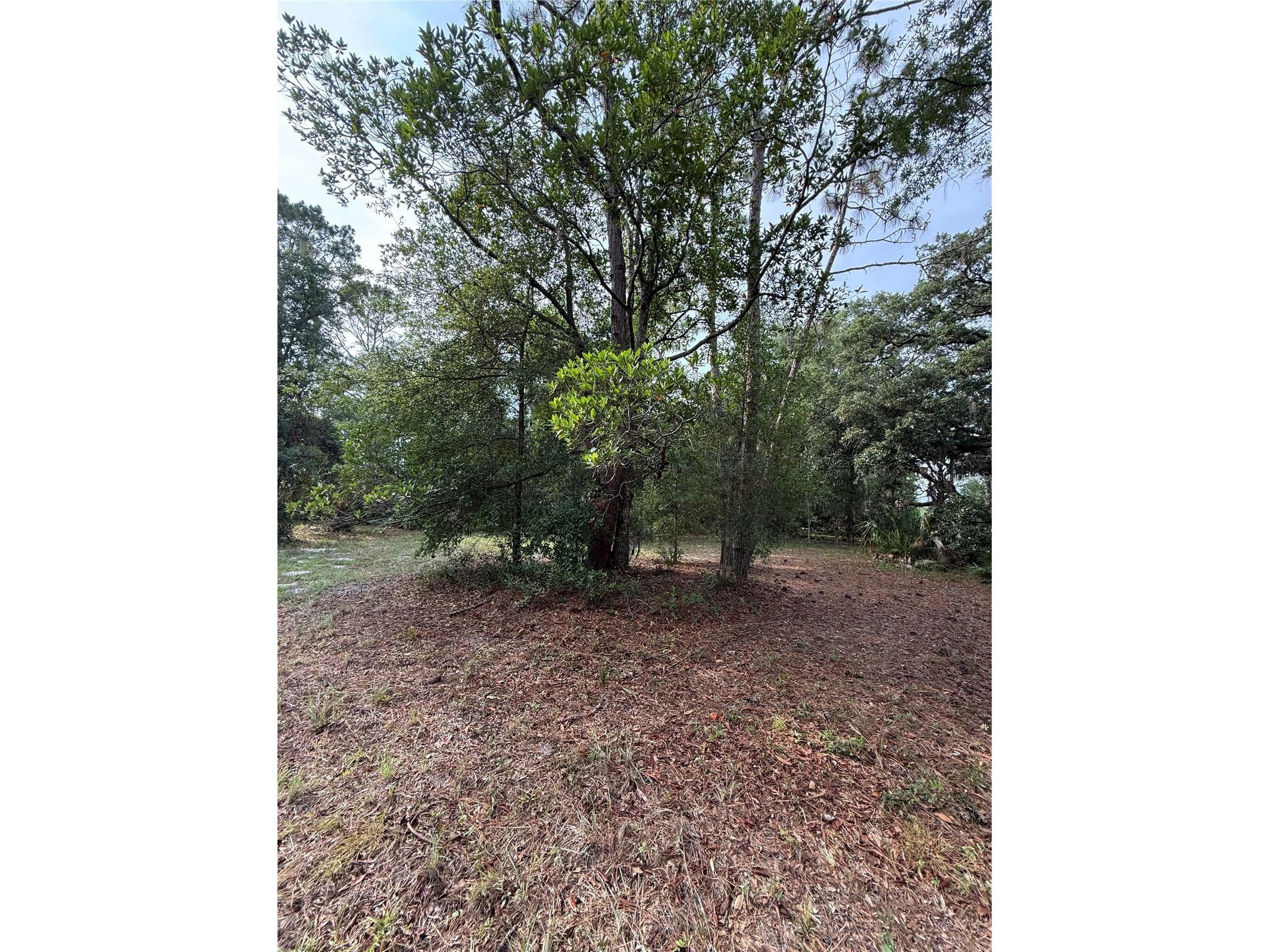 1360 S State Road 19 Palatka FL 32177 OM703128 image58