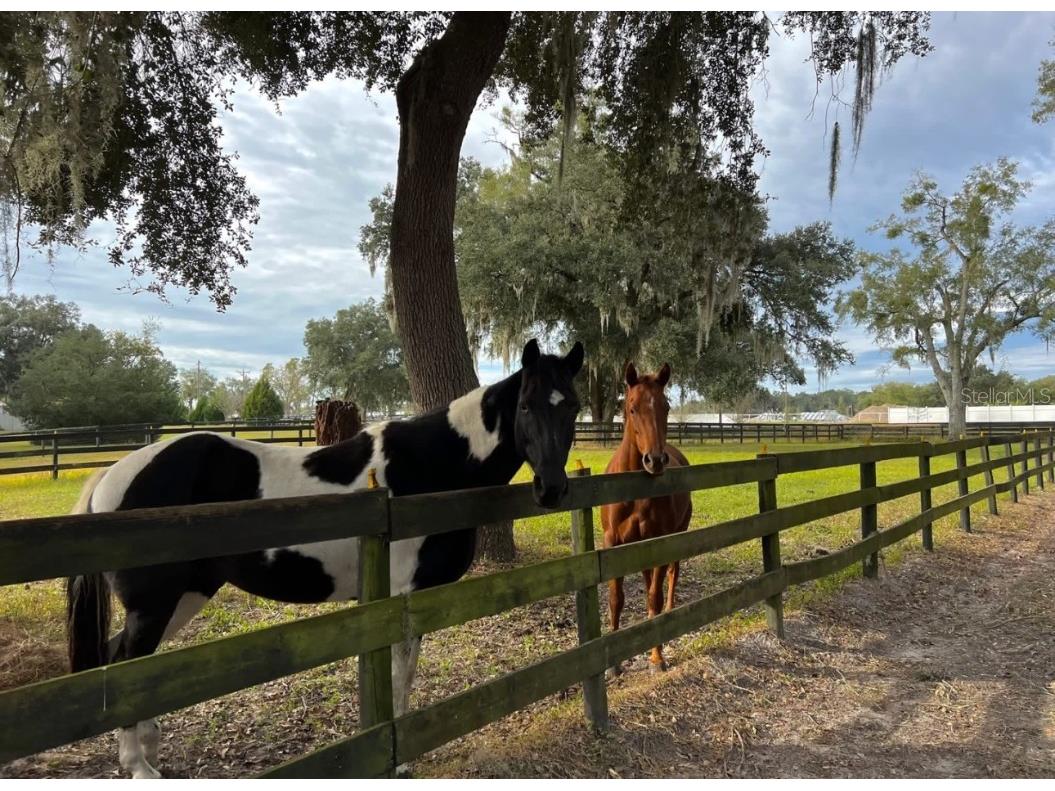 13646 N Us Highway 27 Ocala FL 34482 OM702023 image68