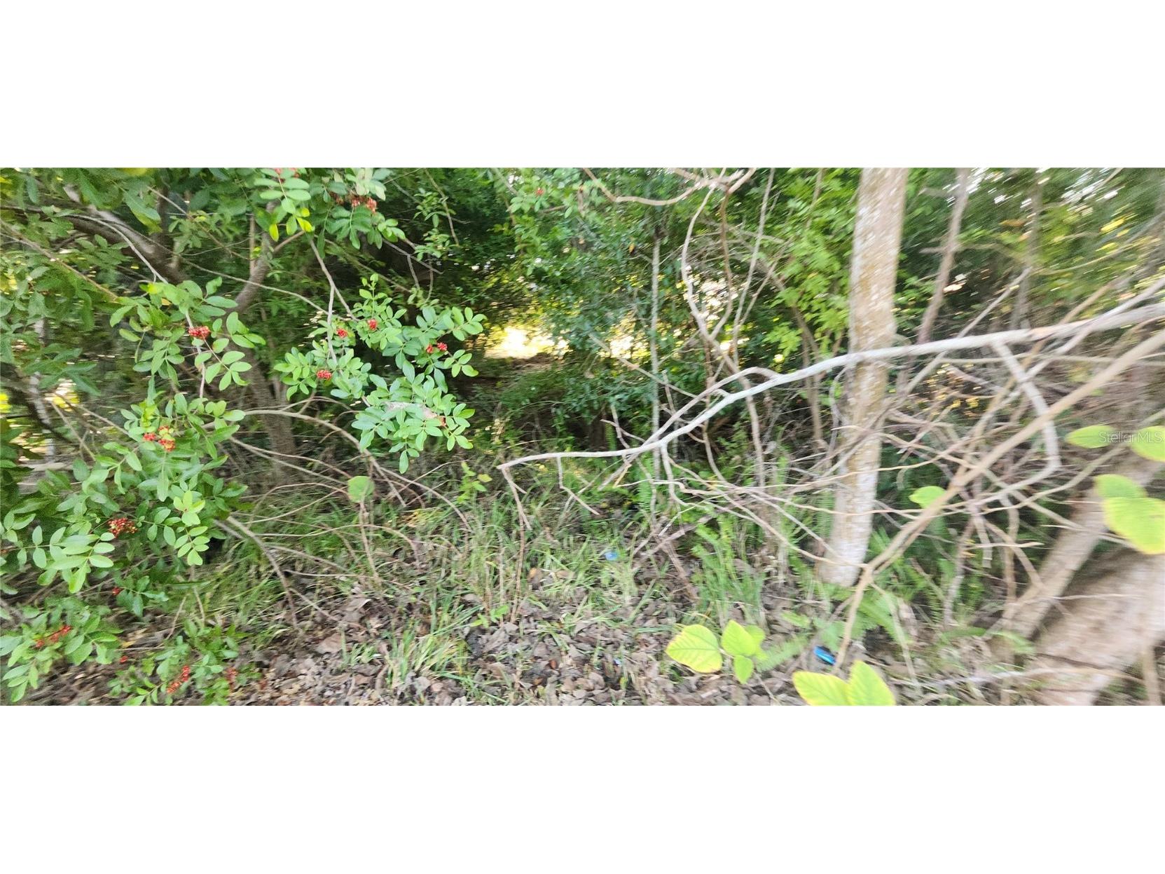 1365 Overlea Street Clearwater FL 33755 W7881369 image38