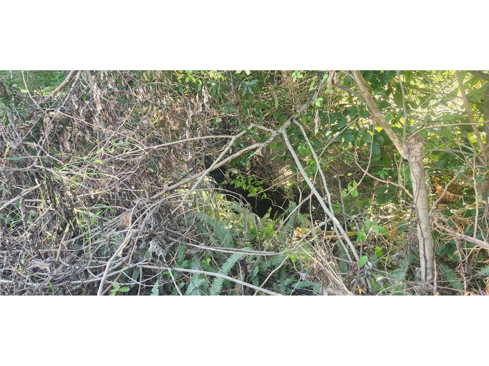 1365 Overlea Street Clearwater FL 33755 W7881369 image40