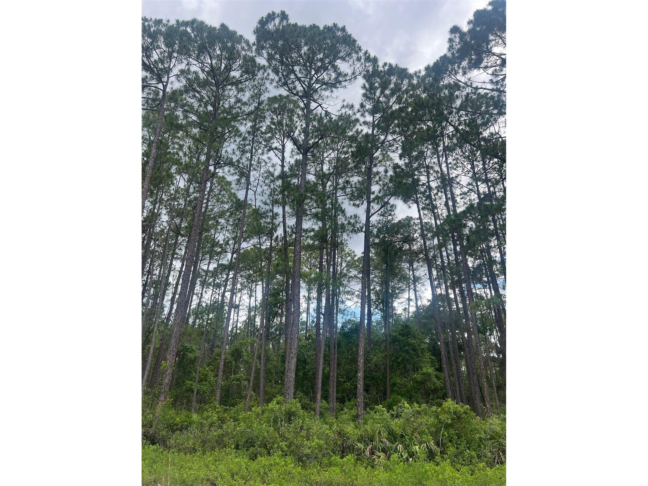 137 E Boundary Drive Georgetown FL 32139 OM725823 image6