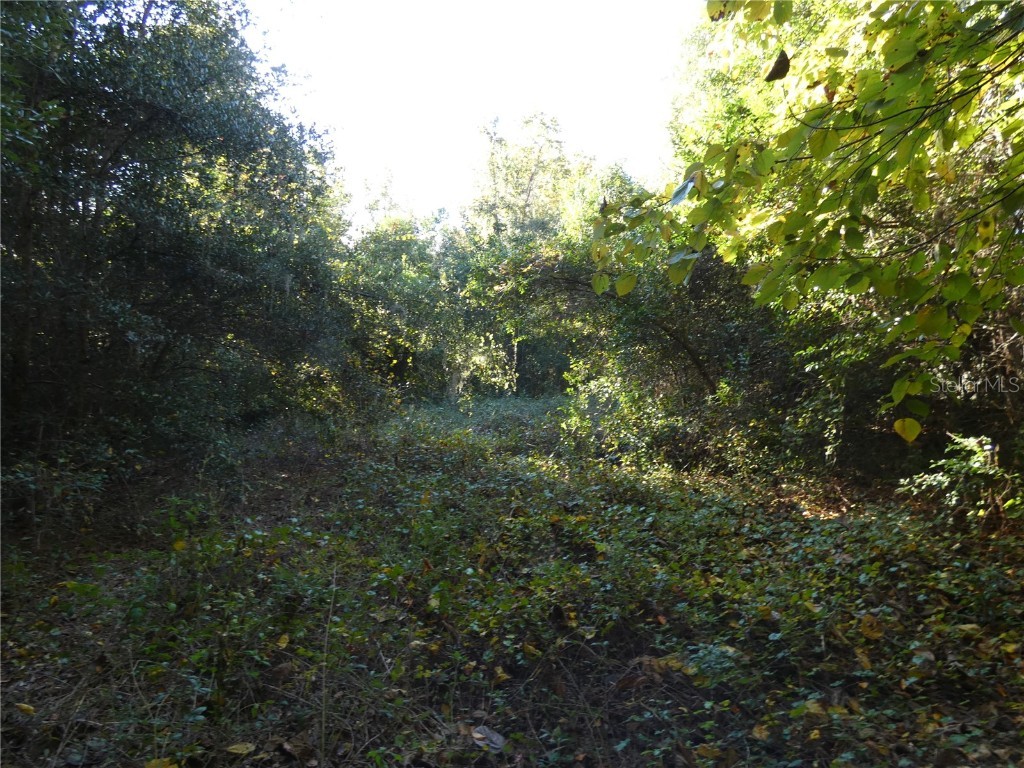 13701 NE 10th Court Citra FL 32113 OM713226 image5