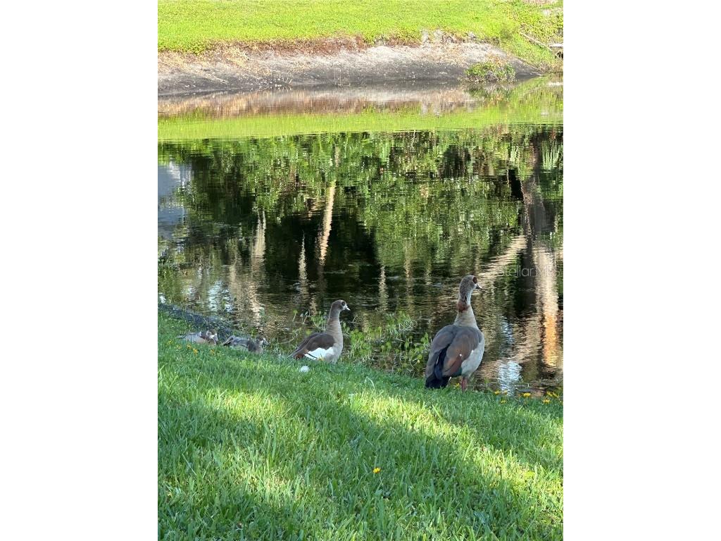 13709 Juniper Blossom Drive #0 Tampa FL 33618 - LAKE MAGDALENE TB8391883 image10