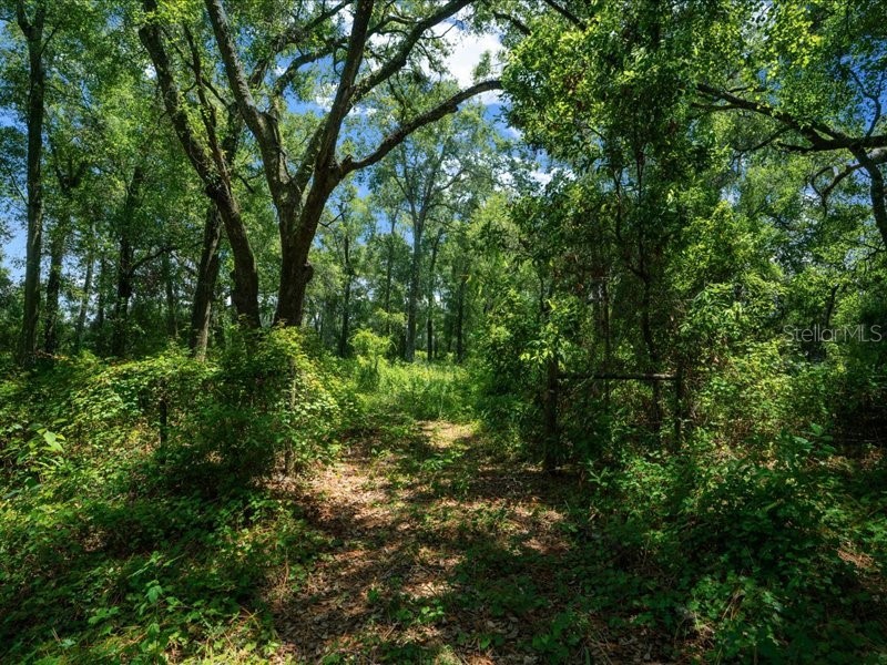 13768 County Road 475 Oxford FL 34484 O6259094 image21