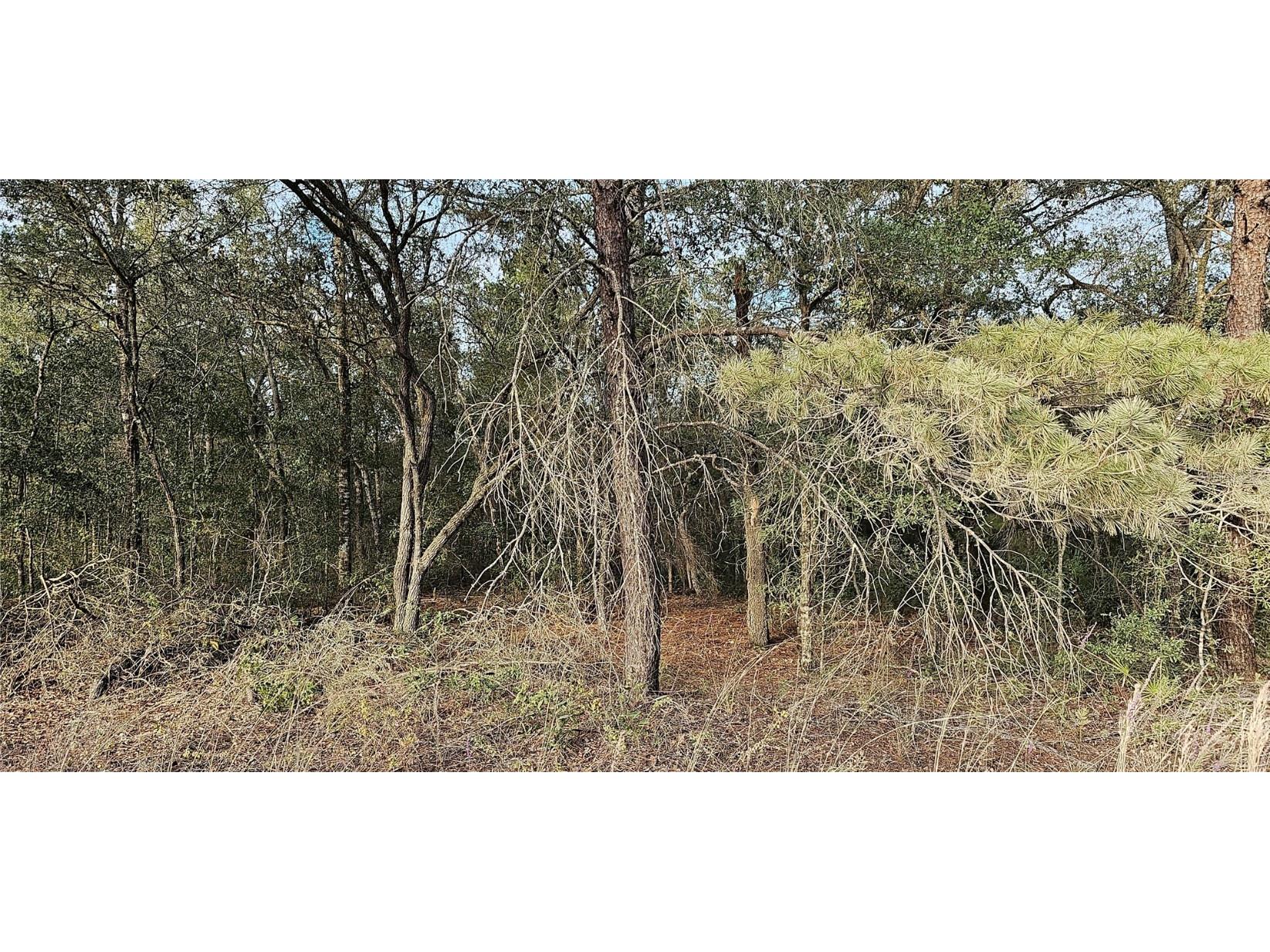 1379 N Hajik Path Lecanto FL 34461 T3485743 image1