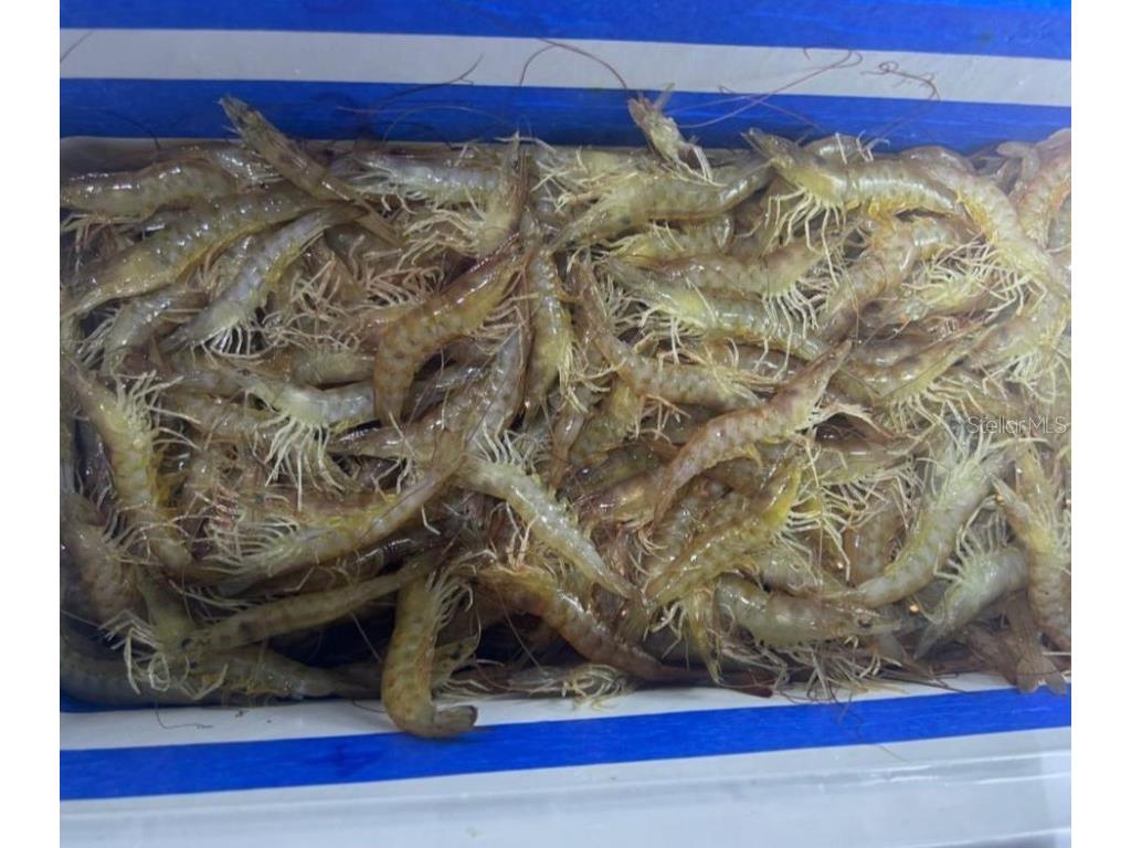 138 Azalea Road Edgewater FL 32141 - INTRACOASTAL WATERWAY NS1085991 image85