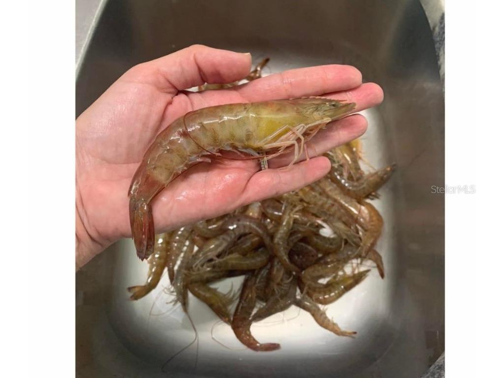 138 Azalea Road Edgewater FL 32141 - INTRACOASTAL WATERWAY NS1085991 image88