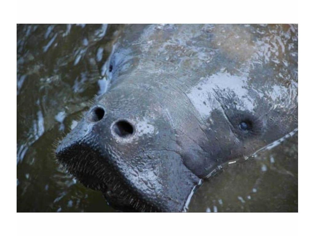 138 Azalea Road Edgewater FL 32141 - INTRACOASTAL WATERWAY NS1085991 image89