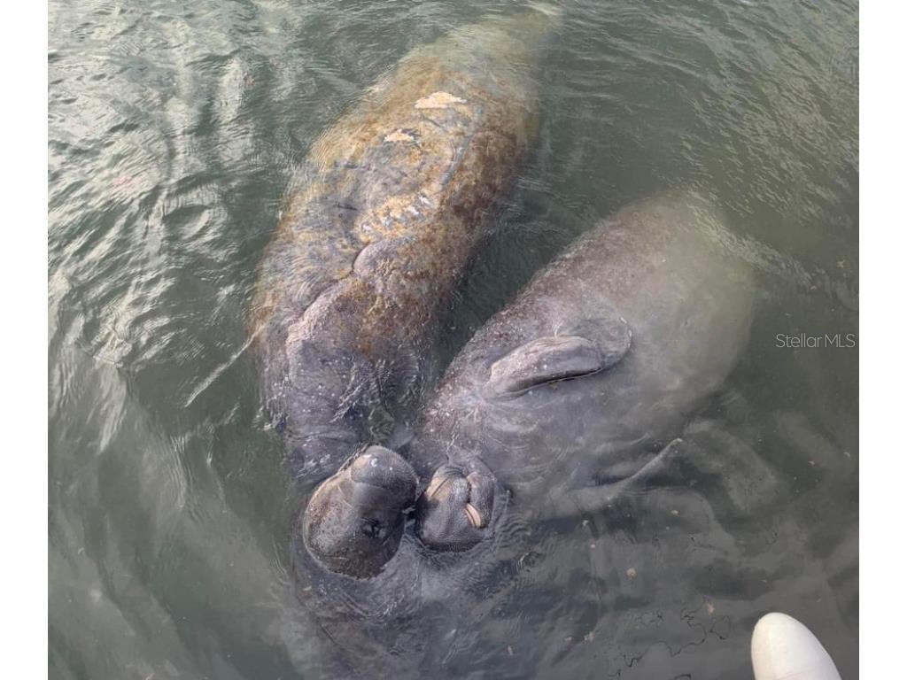 138 Azalea Road Edgewater FL 32141 - INTRACOASTAL WATERWAY NS1085991 image90