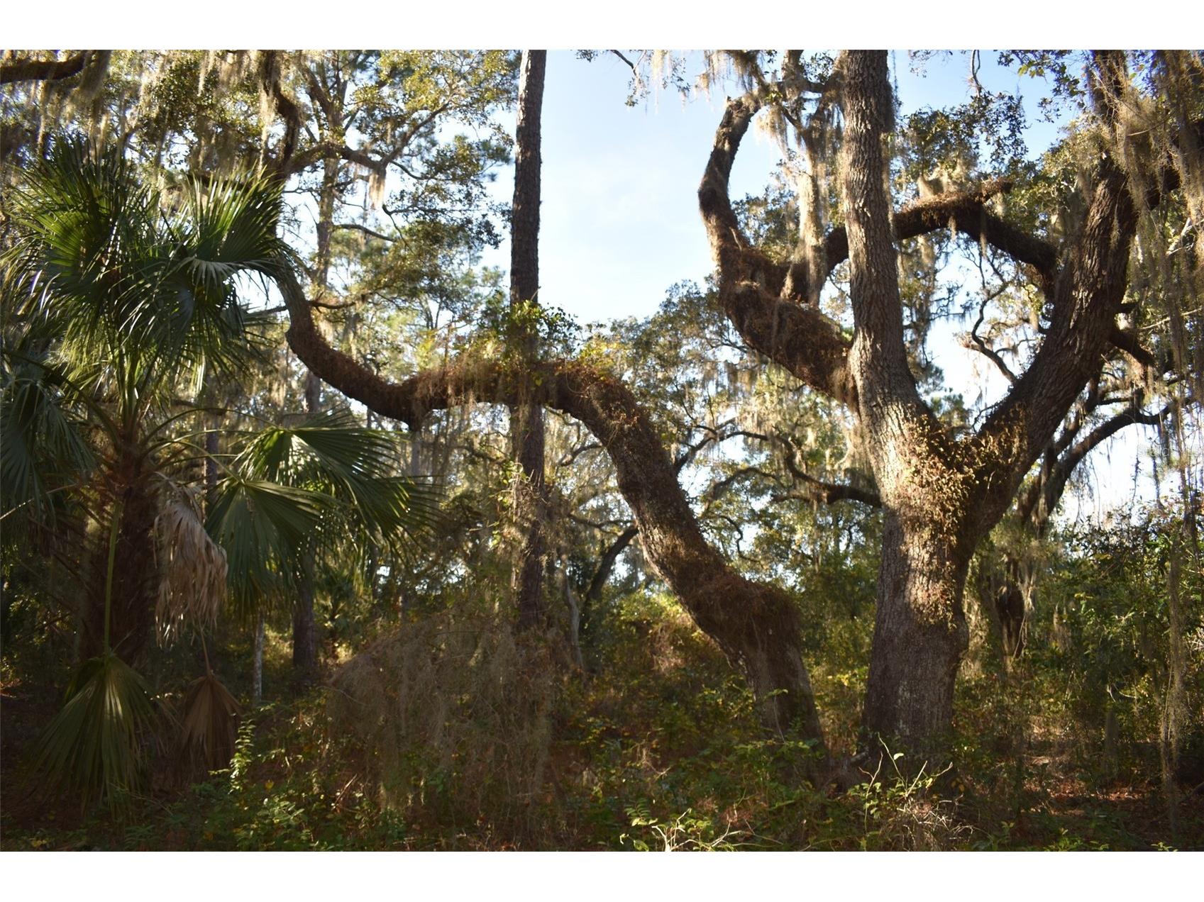 13800 County Road 450 Umatilla FL 32784 L4960577 image39