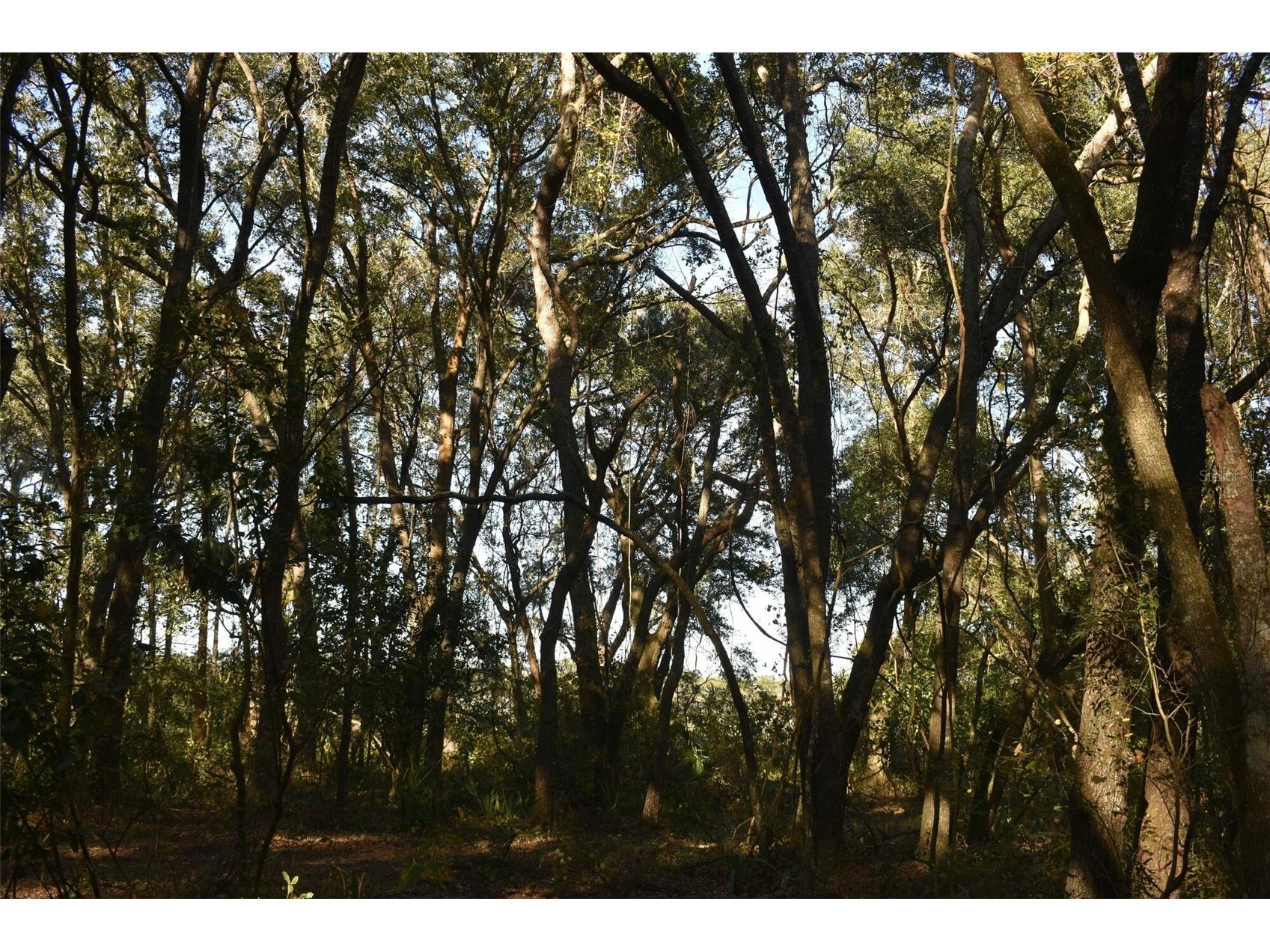 13800 County Road 450 Umatilla FL 32784 L4960577 image41