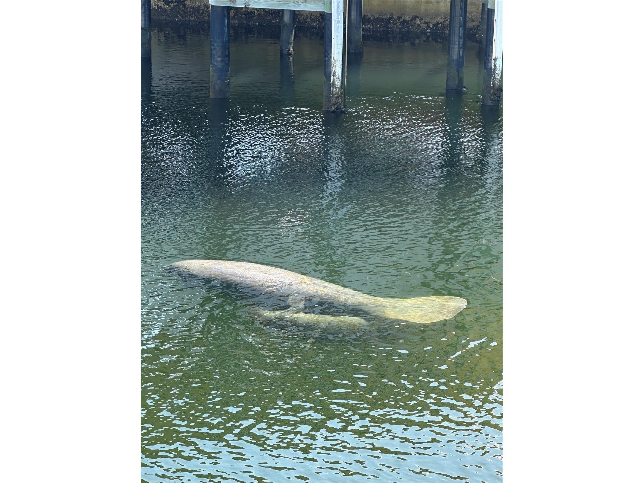 13804 Malcolm Avenue Hudson FL 34667 TB8402119 image50