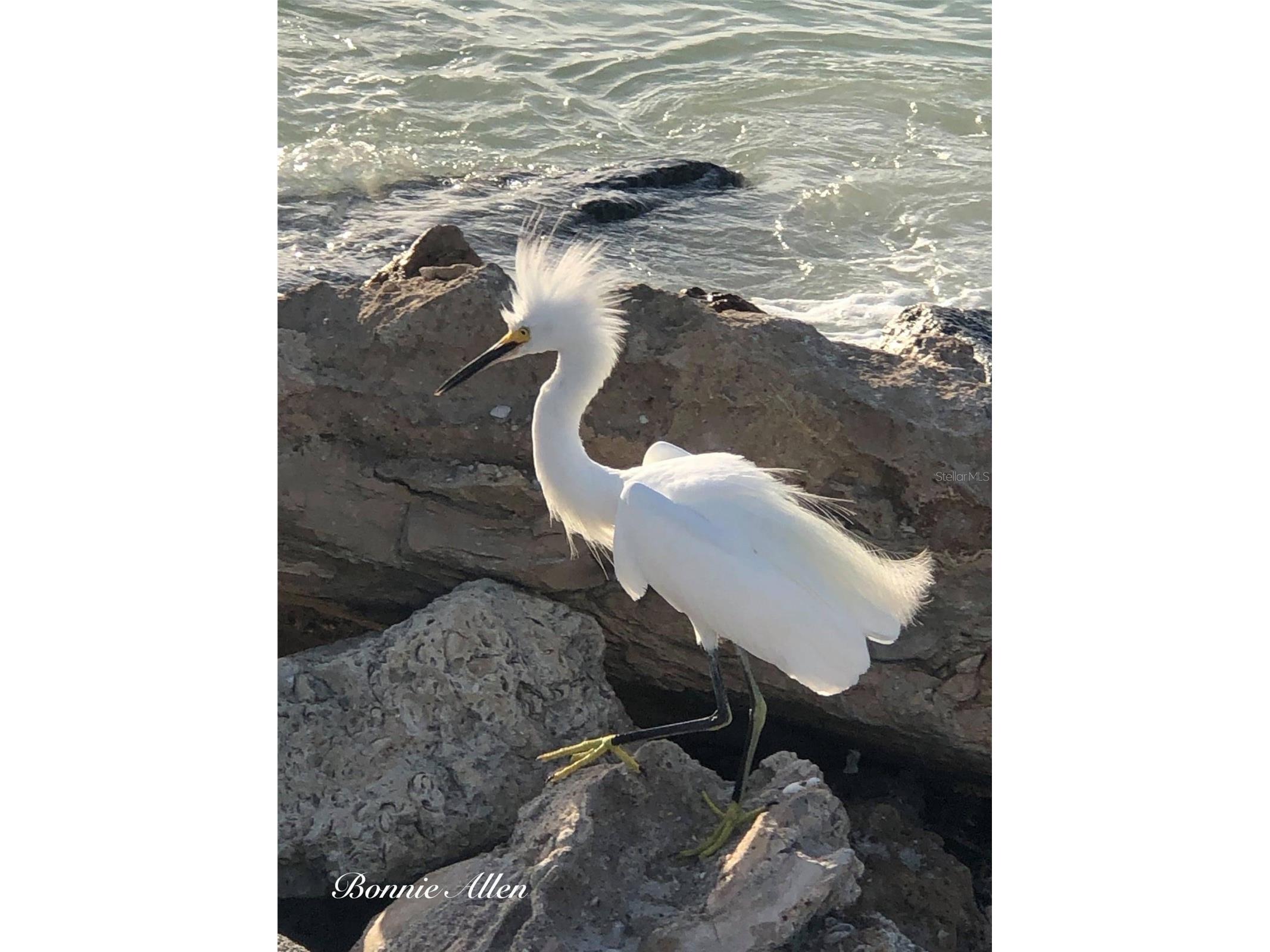 13815 Plumosa Avenue Hudson FL 34667 - GULF OF AMERICA W7887115 image59