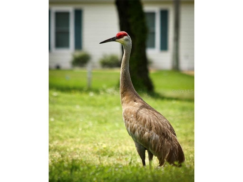 13816 SW 112th Terrace Dunnellon FL 34432 OM700754 image95