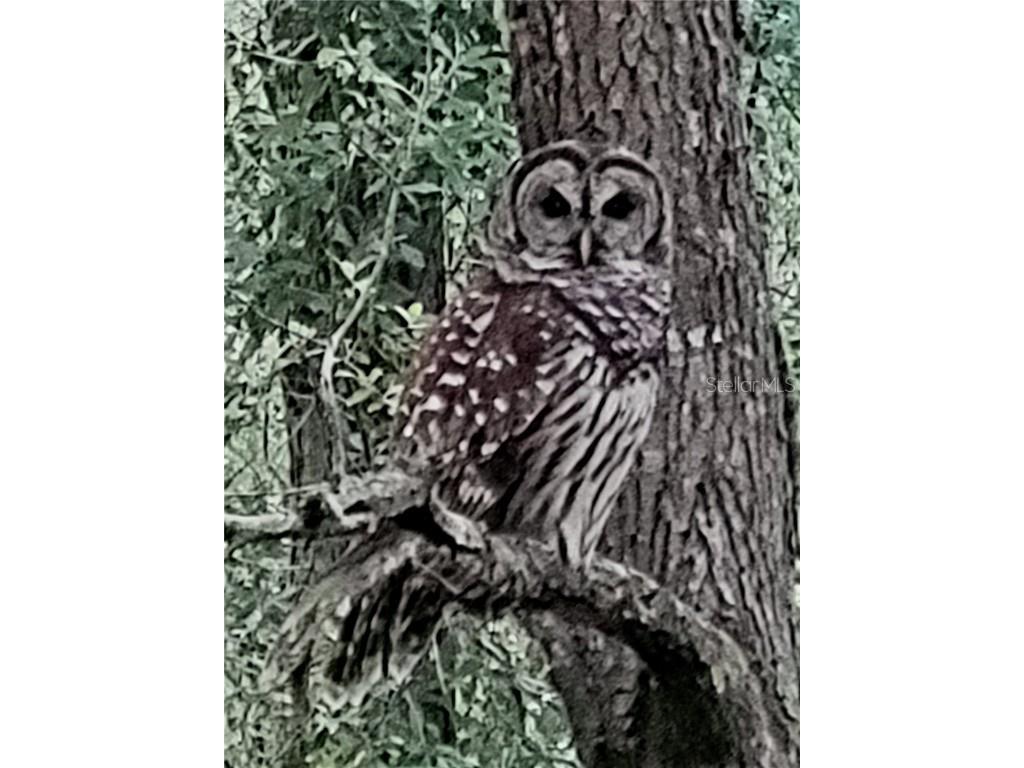 13816 SW 112th Terrace Dunnellon FL 34432 OM700754 image96