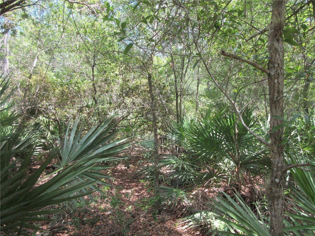 13820 NE 46th Street Silver Springs FL 34488 OM709179 image14