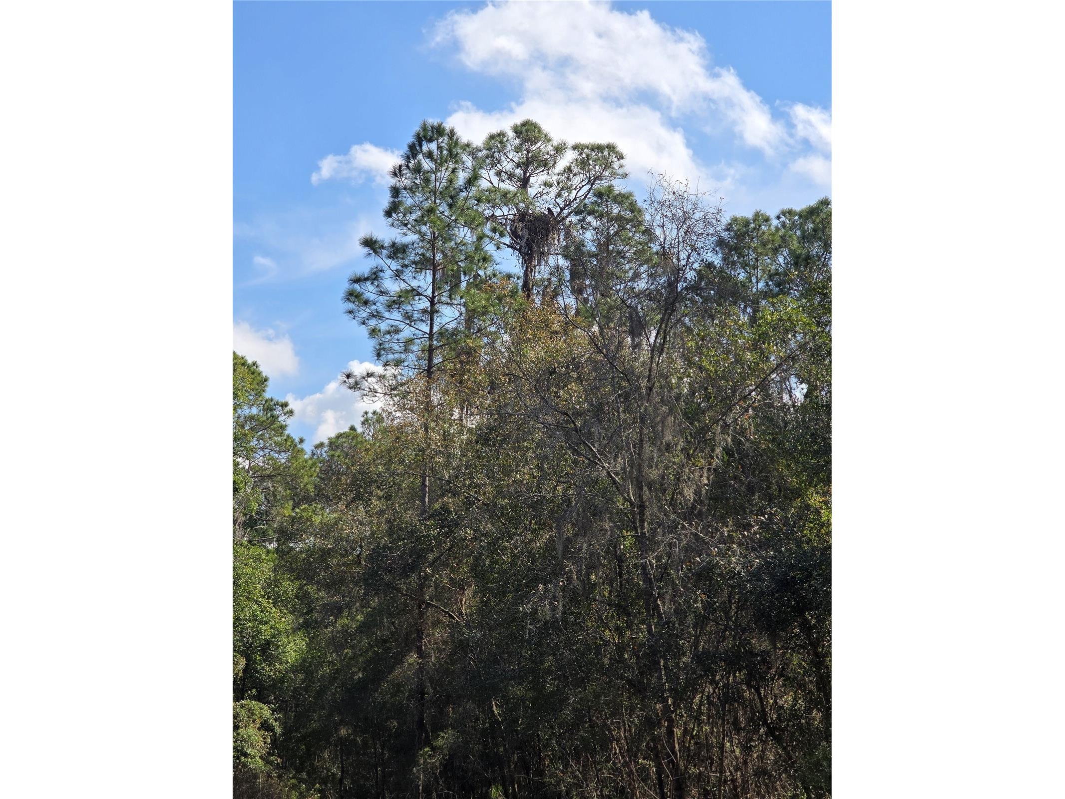 13837 SE 201st Terrace Hawthorne FL 32640 - LAKE LOCHLOOSE OM719283 image6