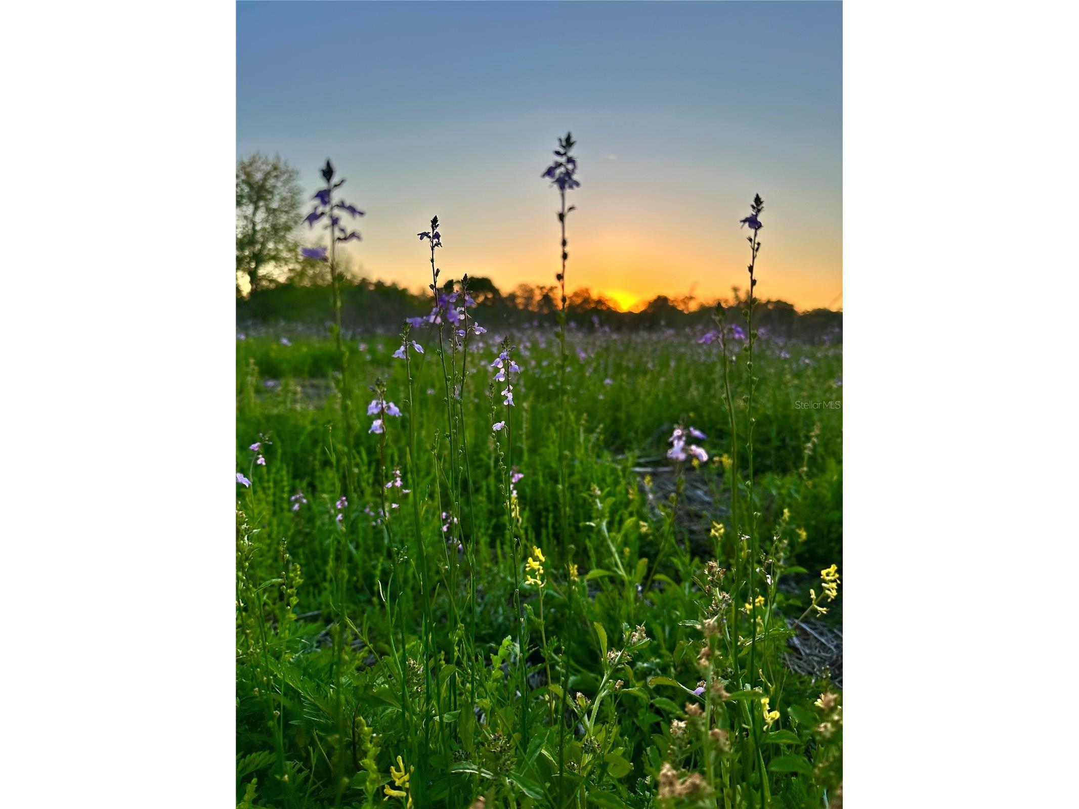 13844 NW 21st Court Citra FL 32113 OM715965 image3