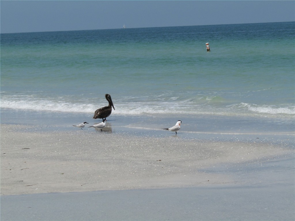 1400 Gulf Boulevard #204 Clearwater Beach FL 33767 TB8438906 image41