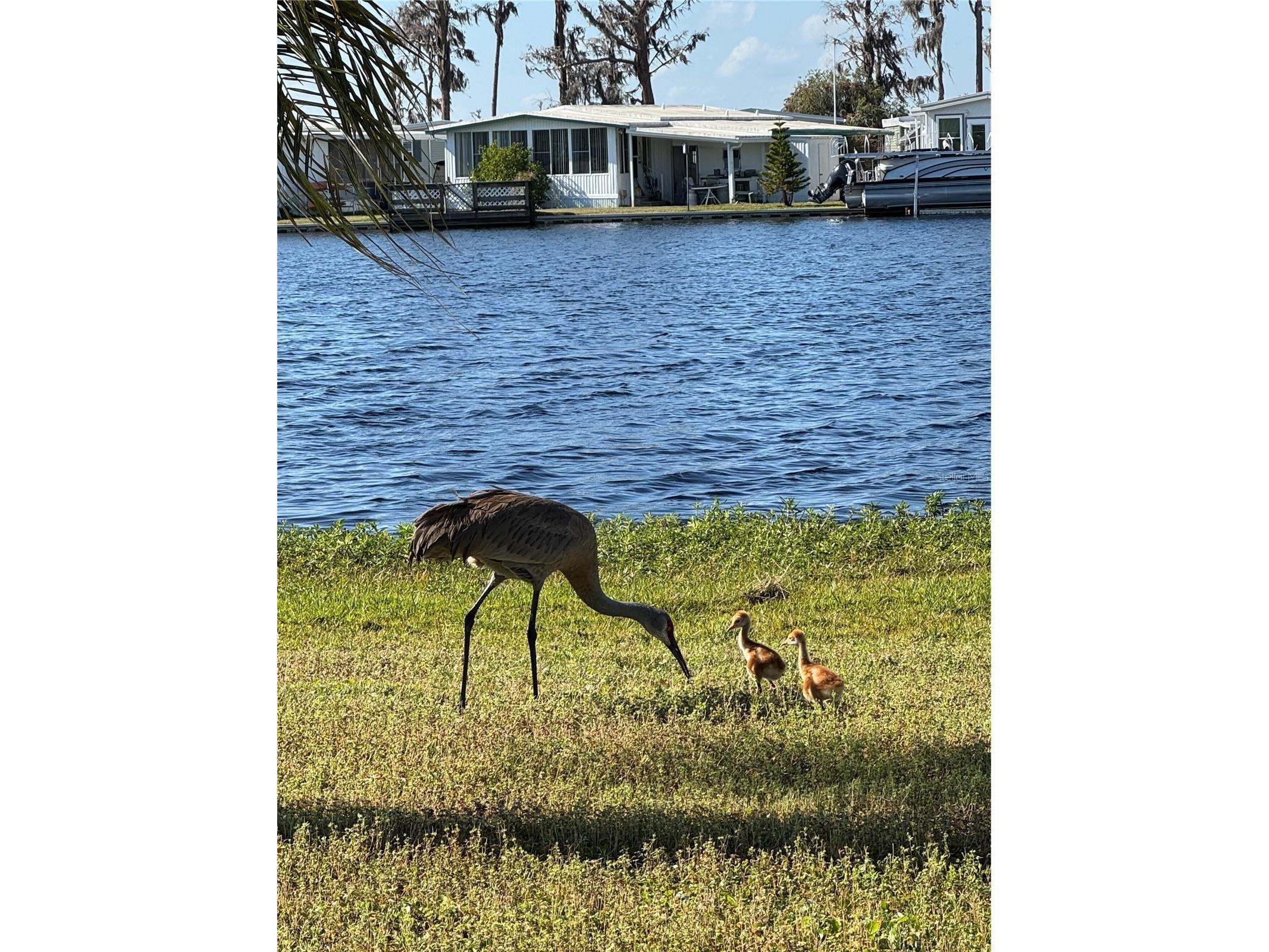 1401 W Highway 50 #153 Clermont FL 34711 - LAKE PALATLAKAHA O6365764 image29