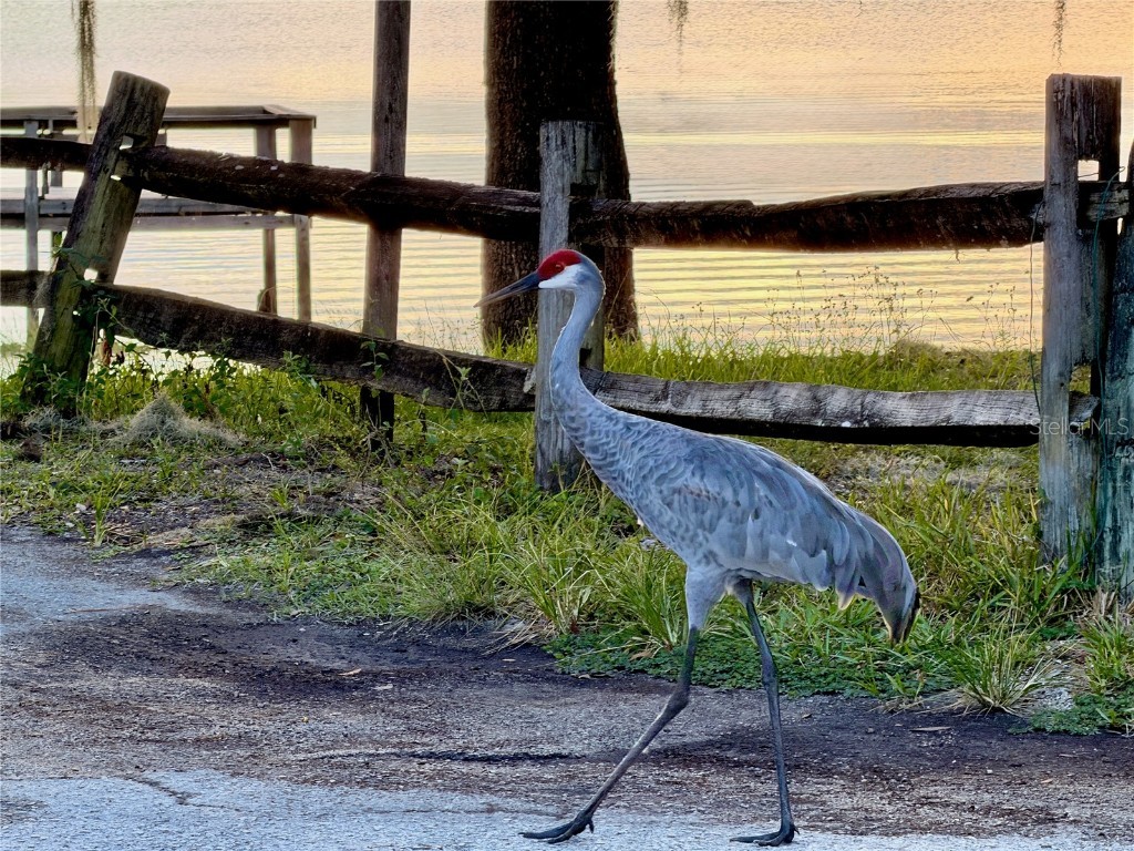 14010 NE 250th Circle Salt Springs FL 32134 OM710422 image41