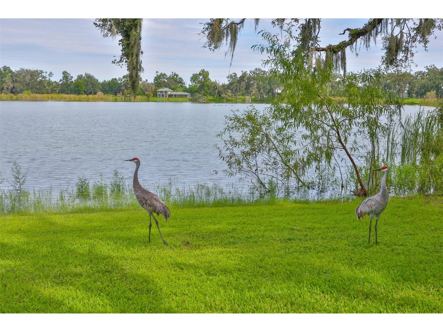 14028 Blackjack Road Dover FL 33527 - Moore Lake TB8427150 image53