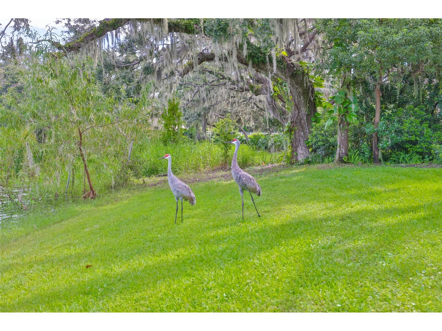 14028 Blackjack Road Dover FL 33527 - Moore Lake TB8427150 image54