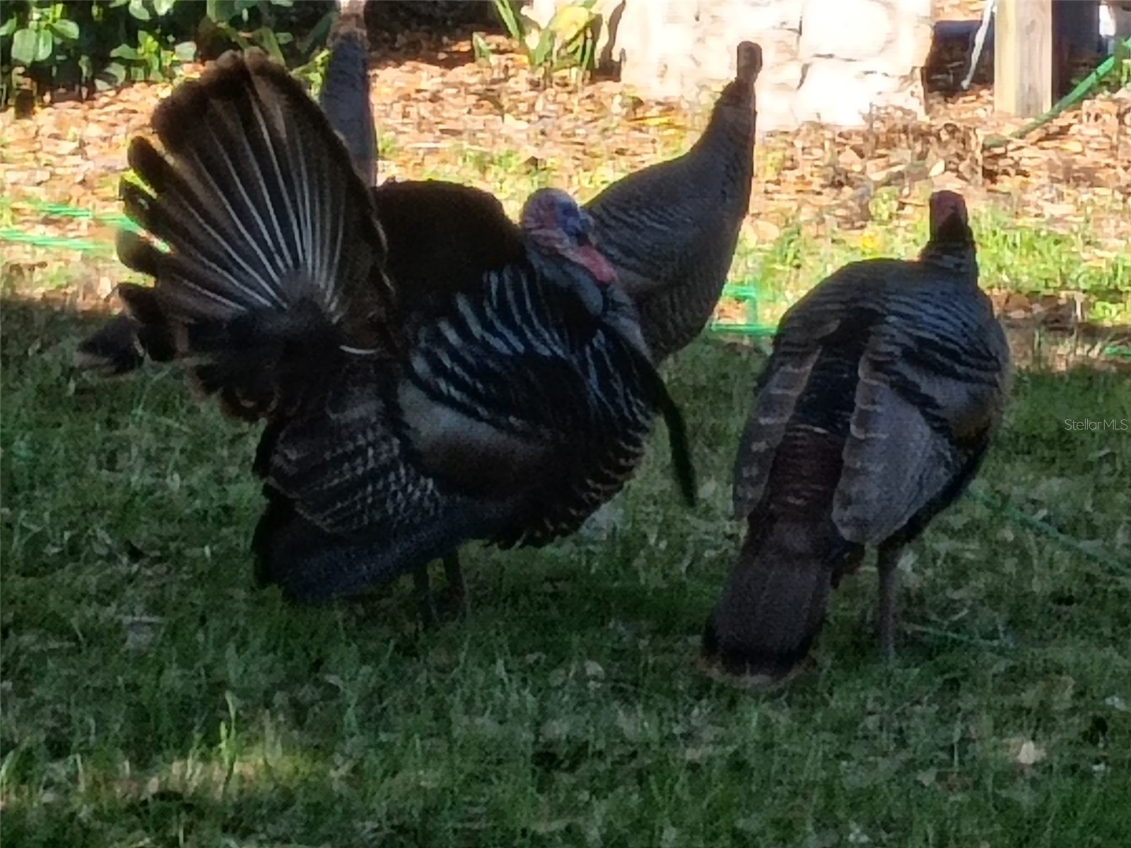 1403 Blackwelder Road De Leon Springs FL 32130 - LAKE WINONA V4948610 image86