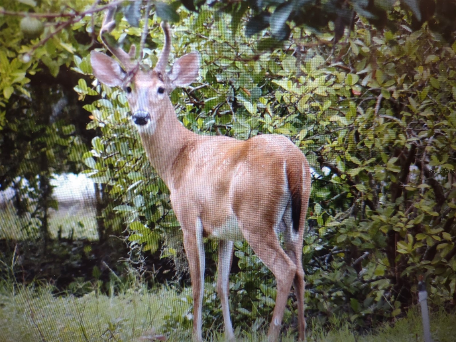 1403 Blackwelder Road De Leon Springs FL 32130 - LAKE WINONA V4948610 image90