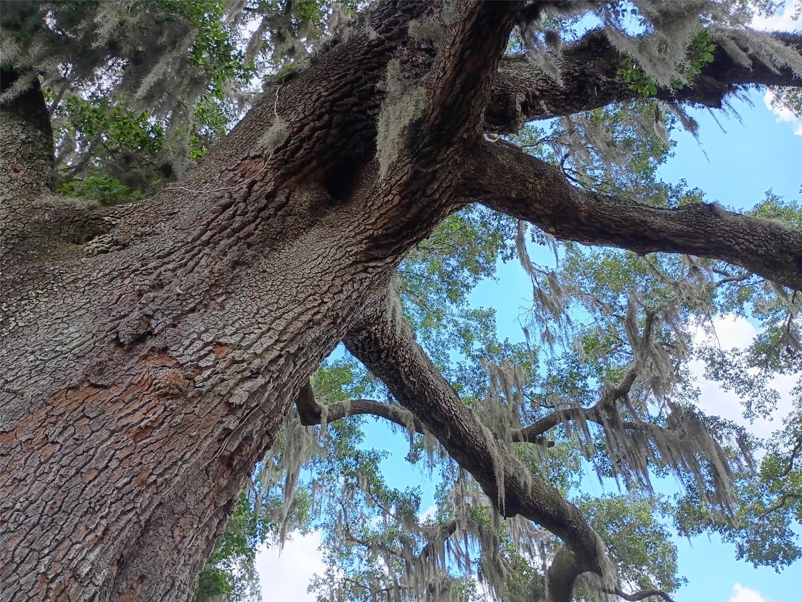 1403 Blackwelder Road De Leon Springs FL 32130 - LAKE WINONA V4948610 image92