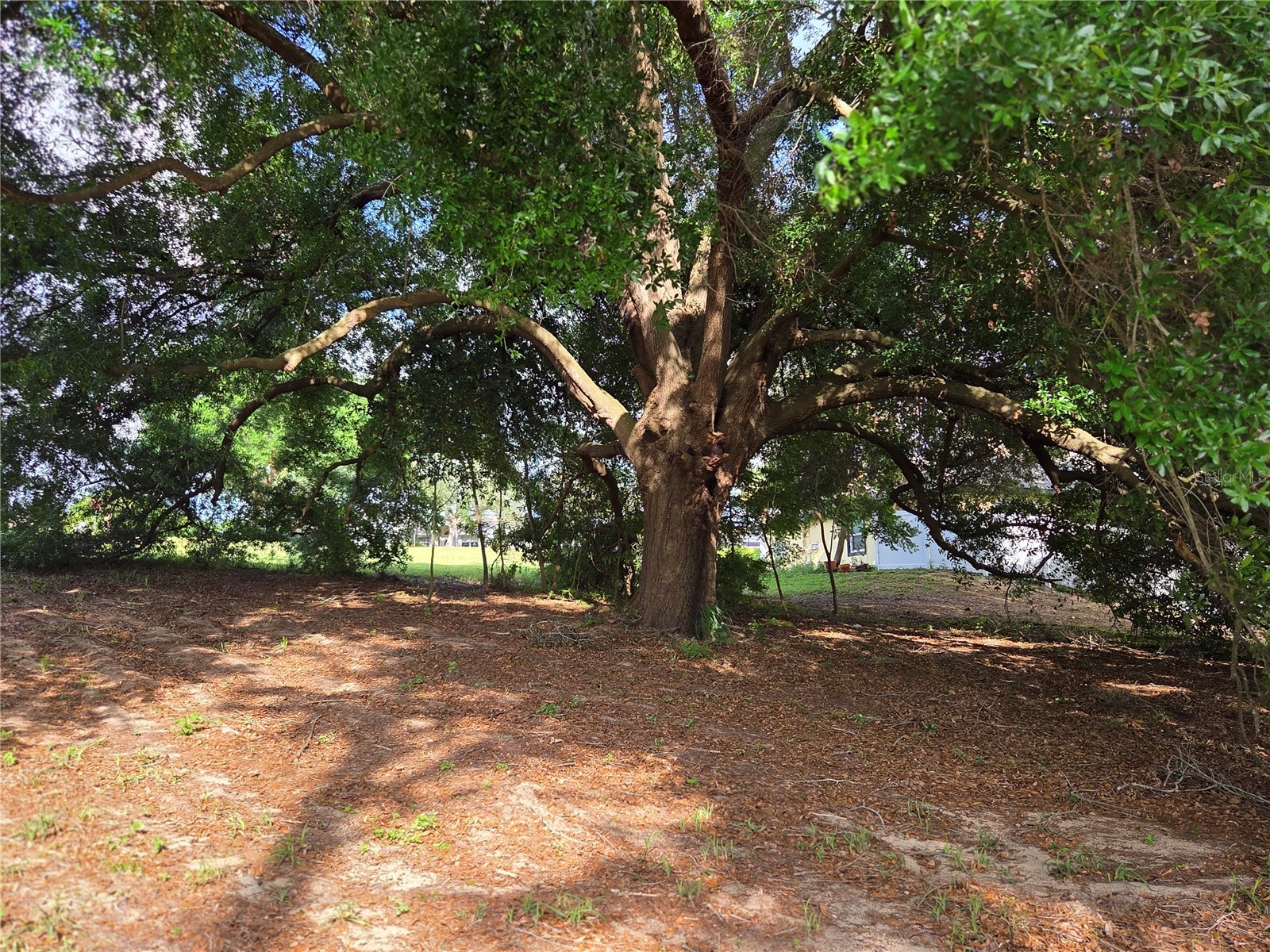 1408 Westmoreland Avenue Eustis FL 32726 - LAKE LOUISE G5110918 image13