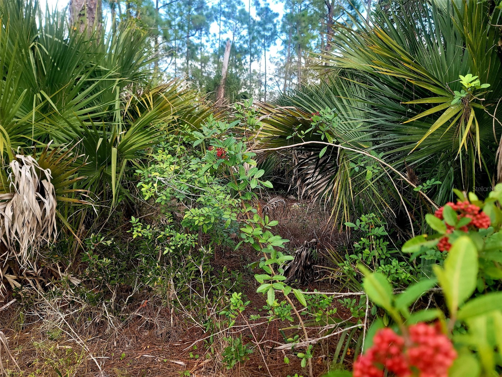 141 Naples Avenue S Lehigh Acres FL 33974 O6408367 image3