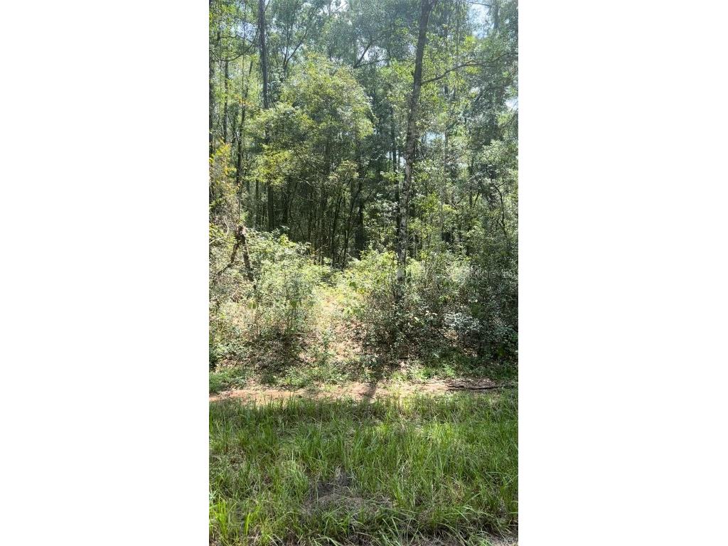 1412 E Carson Road Citrus Springs FL 34434 OM710541 image3