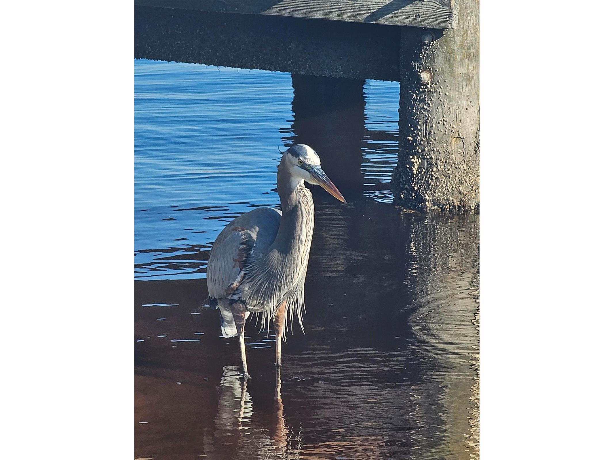 1415 Ocean Shore Boulevard #1112 Ormond Beach FL 32176 - ATLANTIC FC298990 image45