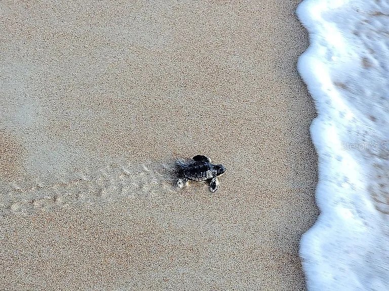 1415 Ocean Shore Boulevard #805 Ormond Beach FL 32176 - ATLANTIC OCEAN FC315991 image70