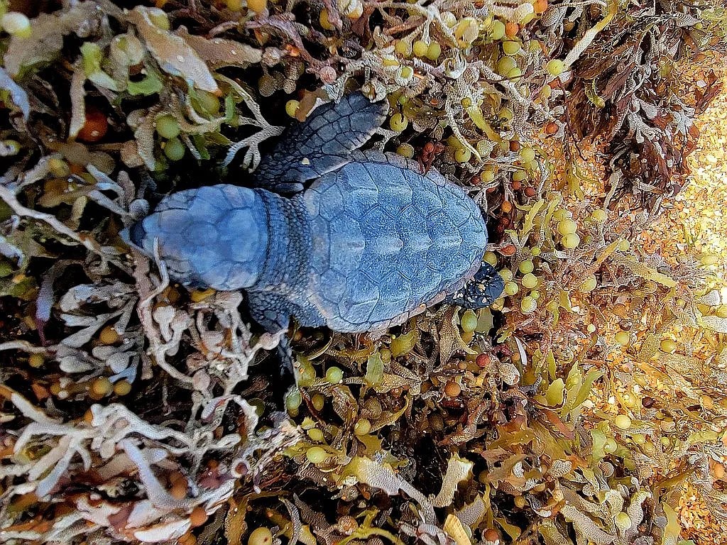 1415 Ocean Shore Boulevard #805 Ormond Beach FL 32176 - ATLANTIC OCEAN FC315991 image71