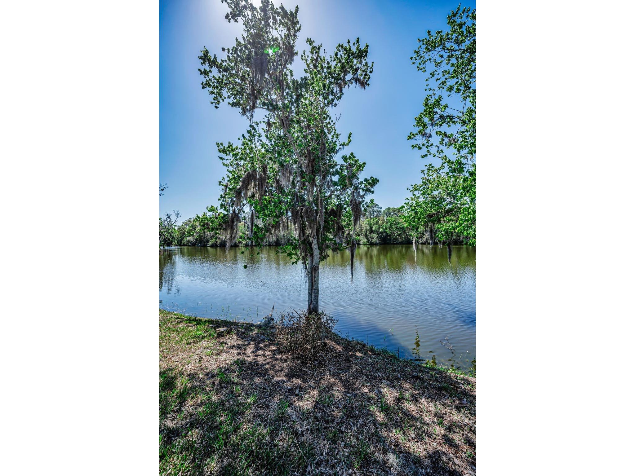 1418 Woodstream Drive Oldsmar FL 34677 TB8485836 image59